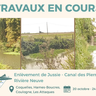 Lutte contre les plantes invasives : opération d’arrachage à Coquelles, Coulogne et Les Attaques