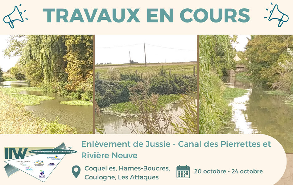 Lutte contre les plantes invasives : opération d’arrachage à Coquelles, Coulogne et Les Attaques